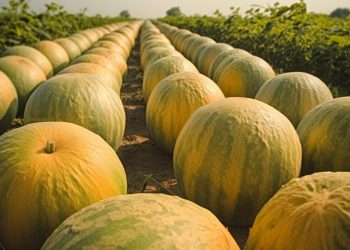 Sonora es el principal productor de calabaza en México
