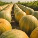 Sonora es el principal productor de calabaza en México