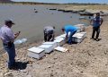 Incentiva el IAES desarrollo económico con repoblamiento de tilapia en “El Molinito”