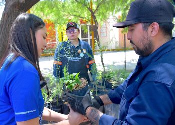 Donará Gobierno de Hermosillo árboles nativos