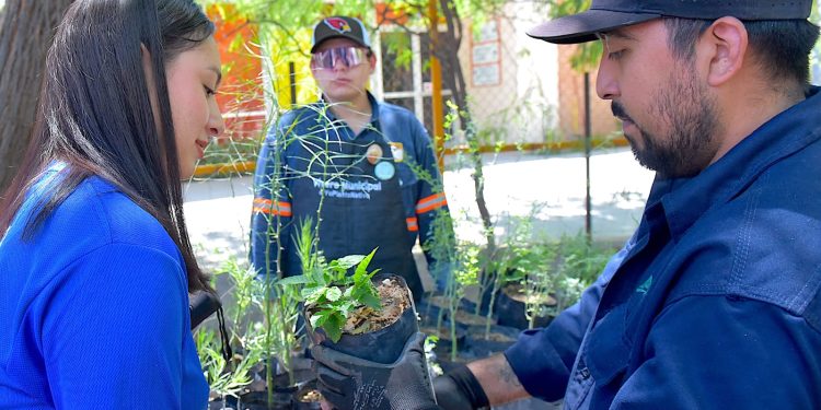 Donará Gobierno de Hermosillo árboles nativos