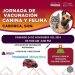 Aprovecha la Jornada de Vacunación Canina y Felina en su modalidad Drive Thru este domingo