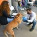 Invita Ayuntamiento de Hermosillo a aprovechar las esterilizaciones gratuitas a animales de compañía