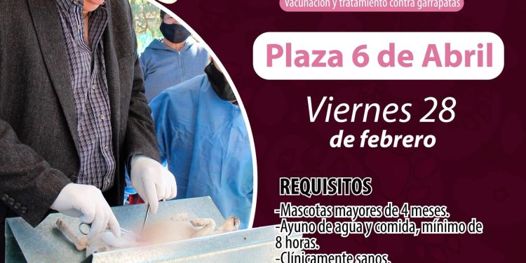 Llega la campaña gratuita de esterilización animal a la Plaza 6 de Abril y el ejido San Pedro