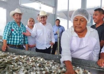 Gobernador Durazo posiciona a Sonora como líder nacional en producción de camarón