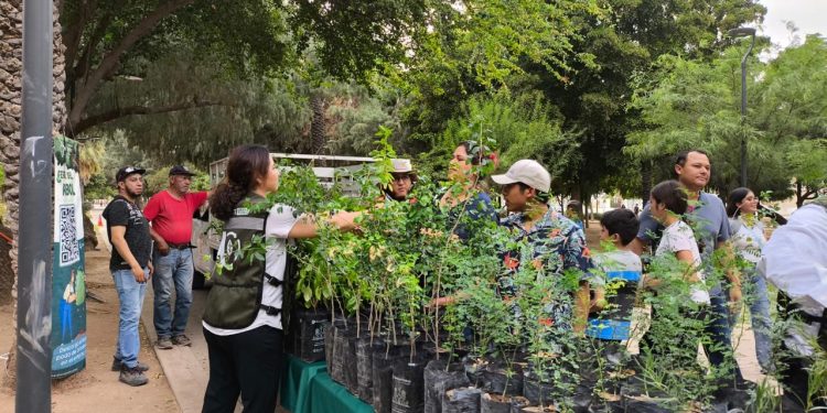 Logra Gobieno de Hermosillo récord en jornada de donación de plantas nativas