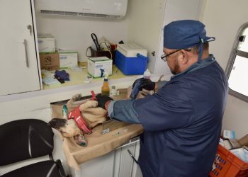 Llevará Ayuntamiento de Hermosillo esterilizaciones gratuitas a Vista Real y Las Minitas