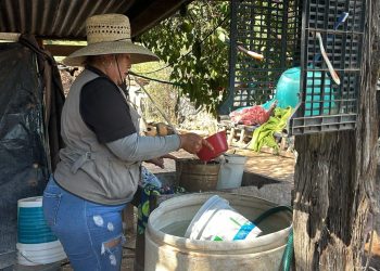 Exhorta Secretaría de Salud mantener hogares limpios contra rickettsia y dengue