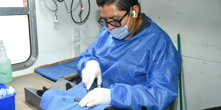 Reconoce Instituto Municipal de Protección y Bienestar Animal a rescatistas por sumarse a jornadas de esterilizaciones