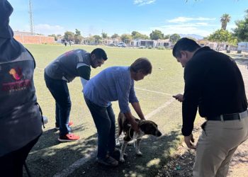 Alerta Salud Sonora sobre riesgo de garrapatas en dormitorios