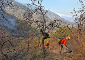 CEPC coordina esfuerzo de más de 100 combatientes forestales en Tarachi