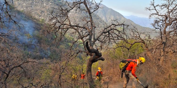 CEPC coordina esfuerzo de más de 100 combatientes forestales en Tarachi