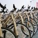 Inicia en Caborca entrega de 110 bicicletas del programa EnBici Bienestar.