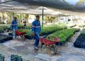 Donará Ayuntamiento de Hermosillo árboles nativos en el Vivero Municipal