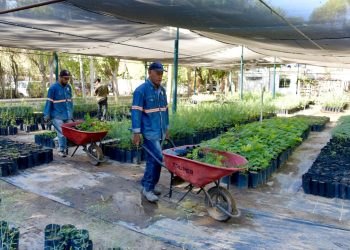 Donará Ayuntamiento de Hermosillo árboles nativos en el Vivero Municipal