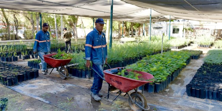 Donará Ayuntamiento de Hermosillo árboles nativos en el Vivero Municipal