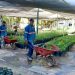 Donará Ayuntamiento de Hermosillo árboles nativos en el Vivero Municipal