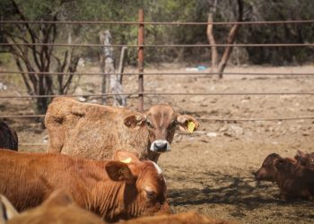 Gobierno de Sonora reanudará exportación de ganado por Agua Prieta el 20 de octubre tras resultados de laboratorio de Senasica