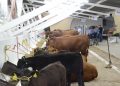 Sader declara a Sonora como Zona Libre de Brucelosis bovina, caprina y ovina