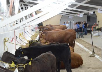 Sader declara a Sonora como Zona Libre de Brucelosis bovina, caprina y ovina