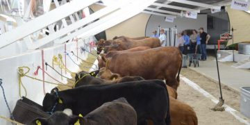 Sader declara a Sonora como Zona Libre de Brucelosis bovina, caprina y ovina