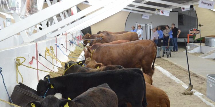 Sader declara a Sonora como Zona Libre de Brucelosis bovina, caprina y ovina