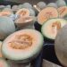 Descartan Senasica y Cofepris que el melón sonorense fuera causante de brote de salmonella en Estados Unidos y Canadá