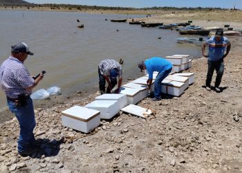 Incentiva el IAES desarrollo económico con repoblamiento de tilapia en “El Molinito”