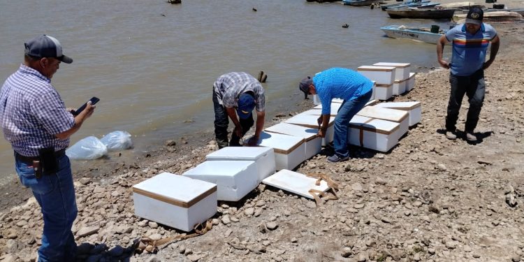 Incentiva el IAES desarrollo económico con repoblamiento de tilapia en “El Molinito”