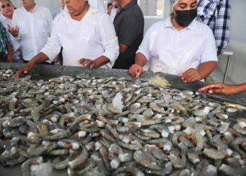 Gobernador Durazo posiciona a Sonora como líder nacional en producción pesquera