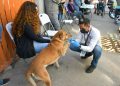 Invita Ayuntamiento de Hermosillo a aprovechar las esterilizaciones gratuitas a animales de compañía