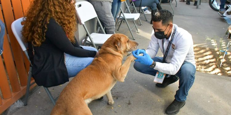 Invita Ayuntamiento de Hermosillo a aprovechar las esterilizaciones gratuitas a animales de compañía