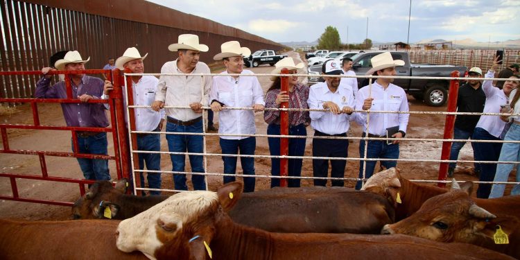 Gobernador Durazo reanuda exportación de ganado a Estados Unidos; Sonora es el primer estado en México