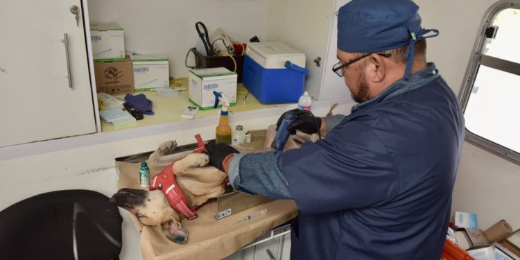 Llevará Ayuntamiento de Hermosillo esterilizaciones gratuitas a Vista Real y Las Minitas