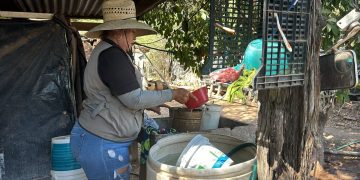 Exhorta Secretaría de Salud mantener hogares limpios contra rickettsia y dengue