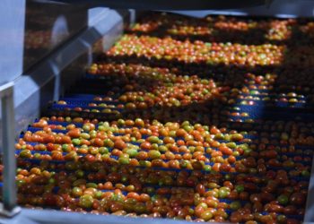 Gobierno de Sonora destaca recuperación del tomate rojo en el sur del estado