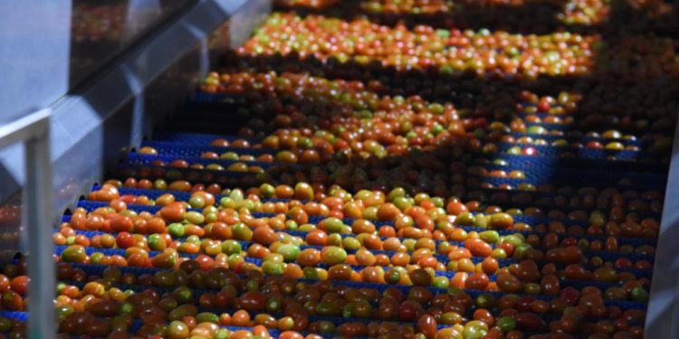 Gobierno de Sonora destaca recuperación del tomate rojo en el sur del estado