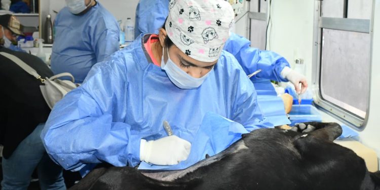 Invita Gobierno Municipal a jornadas gratuitas de esterilización y baños contra garrapatas para perros y gatos