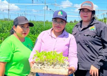 Alumnado de la UTEtchojoa desarrolla proyecto de cosecha de flor tradicional de Día de Muertos