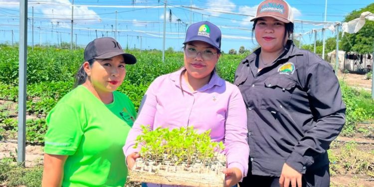 Alumnado de la UTEtchojoa desarrolla proyecto de cosecha de flor tradicional de Día de Muertos